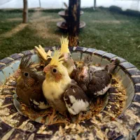 جوجه عروس هلندی سرلاکی|پرنده|قشم, |دیوار