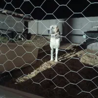 سگ گله ۳سال نیم|سگ|نیشابور, حسین آباد جدید|دیوار