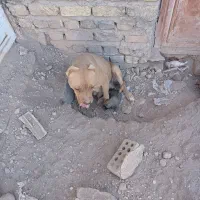 پیتبول ماده و توله|سگ|رفسنجان, |دیوار