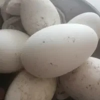 تخم غاز