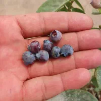 فروش نهال بلوبری درجه یک|خدمات باغبانی و درختکاری|رامسر, |دیوار