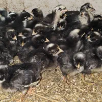 جوجه زینتی|حیوانات مزرعه|اراک, |دیوار