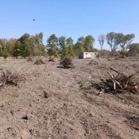 ریشه کنده شده درخت برای آتیش ذغال|عمده‌فروشی|نهاوند, |دیوار