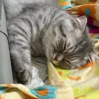 گربه بریتیش و اسکاتیش|گربه|ایرانشهر, |دیوار