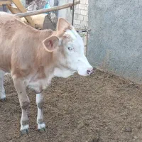 تلیسه گوساله ماده
