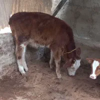 ۲راس گوساله تلیسه|حیوانات مزرعه|گنبد کاووس, |دیوار