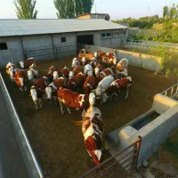 گوساله سیمینتال اصیل