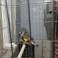 سهره|پرنده|محمدشهر, محمدشهر|دیوار