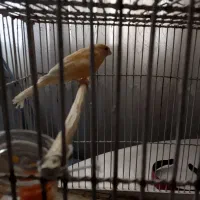قناری نر تازه سر