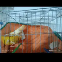 قناری فروشی 3میلیون