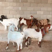 بزهای آبستن دورگ پاکستانی