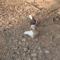 کبوتر در کبوتر|پرنده|شیراز, شهرک استقلال|دیوار