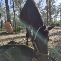 اسب مادیون ترک ابستن