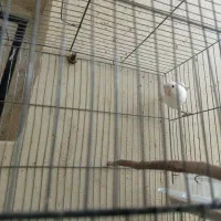 مجسمه پرنده