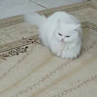 گربه پرشین|گربه|سمنان, |دیوار