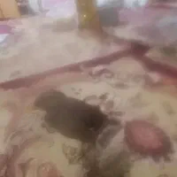 پرنده|پرنده|اسفراین, |دیوار