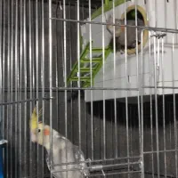 عروس هلندی مولد|پرنده|بیرجند, |دیوار