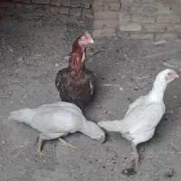خروس و مرغ لاری