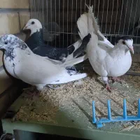 کفتر|حیوانات|اصفهان, امیرعرب|دیوار