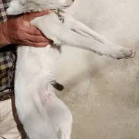 گمشده بیماری بدی دارن و ضعیف شدن