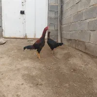 خروس لاری ۹ماهه ترک افغان عالی