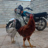 مرغ و خروس