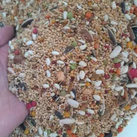 خوراک پرندگان عروس کوتوله گندم ارزن کتان قفس