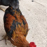 خروس عربی در حمیدیه|حیوانات مزرعه|حمیدیه, |دیوار