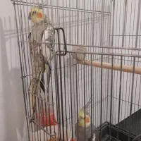 عروس هلندی|پرنده|خواف, |دیوار