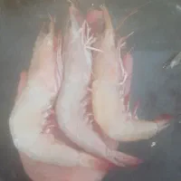 میگو صادراتی تازه موجود