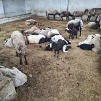 فروش گوسفند وره مار و  قوچ