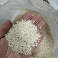 برنجی هاشمی دانه بلند امساله