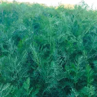 سبزیجات خوب قیمت خوب