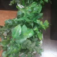 دو عدد گل و گلدان|گل مصنوعی|قم, پردیسان|دیوار