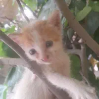 بچه گربه