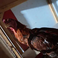 خروس لاری
