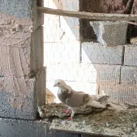 ماده شازده پیس دستی