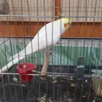 عروس هلندی با قفس|پرنده|شاهین‌شهر, خانه کارگر|دیوار