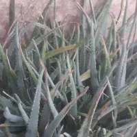 گل آلوورا مناسب تکثیر واستفاده