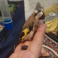 سره گل کامل.قناری