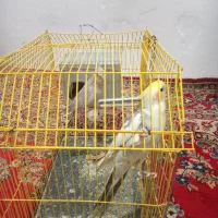 یک جفت عروس هلندی