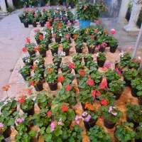 گل کاغذی|گل و گیاه طبیعی|آستانه اشرفیه, |دیوار