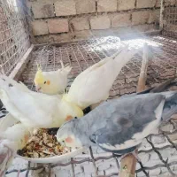 دو جفت فروشی|پرنده|سراوان, |دیوار