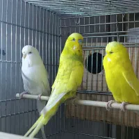 طوطی کاترین مرغ عشق  انگلیسی  پروتلت هشت خان|پرنده|قدس, شهر‌قدس|دیوار