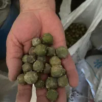 مازو سبز و سفید