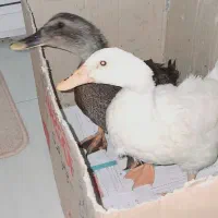 دو عدد اردک|پرنده|کوهدشت, |دیوار