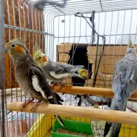 طوطی|پرنده|کرج, اسلام‌آباد|دیوار