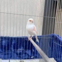 سه جفت قناری نر و ماده موزائیکی|پرنده|تهران, زرکش|دیوار