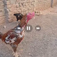 خروس
