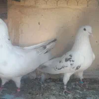 کبوتر هم نقش هم جنس